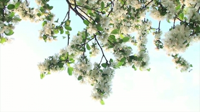 Tree Flower In Sky